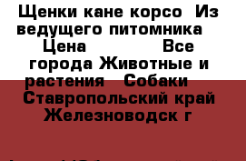 Щенки кане корсо! Из ведущего питомника! › Цена ­ 60 000 - Все города Животные и растения » Собаки   . Ставропольский край,Железноводск г.